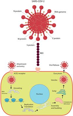 COVID-19 in Children: Respiratory Involvement and Some Differences With the Adults